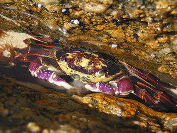 Rainbow Crab, Denmark Western Australia